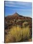 Rabbit Brush and Blackburn on Flats Below North Six-Shooter Peak, Canyonlands National Park, Utah-Scott T. Smith-Stretched Canvas