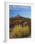 Rabbit Brush and Blackburn on Flats Below North Six-Shooter Peak, Canyonlands National Park, Utah-Scott T. Smith-Framed Photographic Print