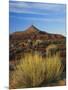 Rabbit Brush and Blackburn on Flats Below North Six-Shooter Peak, Canyonlands National Park, Utah-Scott T. Smith-Mounted Photographic Print