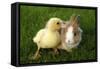 Rabbit Bunny And Duckling Are Friends-Richard Peterson-Framed Stretched Canvas