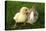 Rabbit Bunny And Duckling Are Friends-Richard Peterson-Stretched Canvas