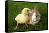 Rabbit Bunny And Duckling Are Friends-Richard Peterson-Framed Stretched Canvas