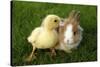 Rabbit Bunny And Duckling Are Friends-Richard Peterson-Stretched Canvas