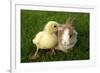 Rabbit Bunny And Duckling Are Friends-Richard Peterson-Framed Photographic Print