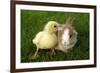 Rabbit Bunny And Duckling Are Friends-Richard Peterson-Framed Photographic Print