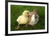 Rabbit Bunny And Duckling Are Friends-Richard Peterson-Framed Photographic Print