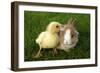 Rabbit Bunny And Duckling Are Friends-Richard Peterson-Framed Photographic Print