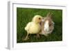 Rabbit Bunny And Duckling Are Friends-Richard Peterson-Framed Photographic Print