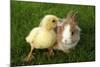 Rabbit Bunny And Duckling Are Friends-Richard Peterson-Mounted Photographic Print