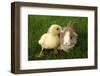 Rabbit Bunny And Duckling Are Friends-Richard Peterson-Framed Photographic Print