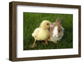 Rabbit Bunny And Duckling Are Friends-Richard Peterson-Framed Photographic Print