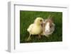 Rabbit Bunny And Duckling Are Friends-Richard Peterson-Framed Photographic Print