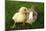 Rabbit Bunny And Duckling Are Friends-Richard Peterson-Mounted Photographic Print