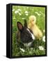 Rabbit Bunny And Duckling Best Friends-Richard Peterson-Framed Stretched Canvas