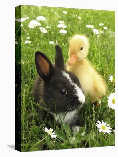 Rabbit Bunny And Duckling Best Friends-Richard Peterson-Stretched Canvas