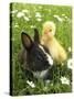Rabbit Bunny And Duckling Best Friends-Richard Peterson-Stretched Canvas