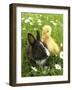 Rabbit Bunny And Duckling Best Friends-Richard Peterson-Framed Photographic Print