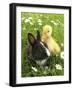 Rabbit Bunny And Duckling Best Friends-Richard Peterson-Framed Photographic Print