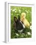 Rabbit Bunny And Duckling Best Friends-Richard Peterson-Framed Photographic Print