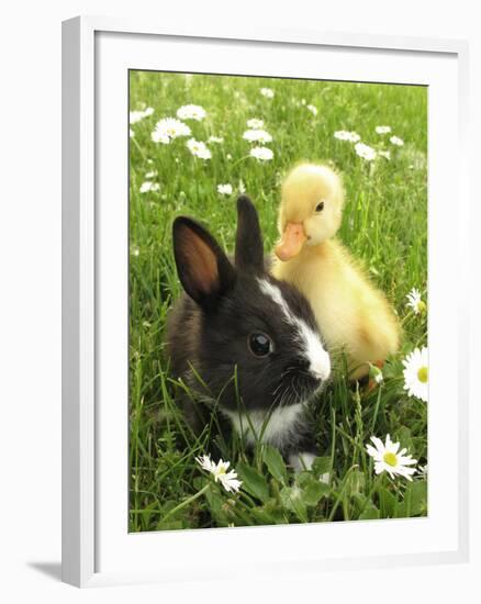 Rabbit Bunny And Duckling Best Friends-Richard Peterson-Framed Photographic Print