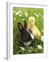 Rabbit Bunny And Duckling Best Friends-Richard Peterson-Framed Photographic Print