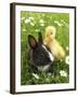 Rabbit Bunny And Duckling Best Friends-Richard Peterson-Framed Photographic Print