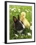 Rabbit Bunny And Duckling Best Friends-Richard Peterson-Framed Photographic Print