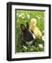 Rabbit Bunny And Duckling Best Friends-Richard Peterson-Framed Photographic Print