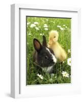 Rabbit Bunny And Duckling Best Friends-Richard Peterson-Framed Photographic Print