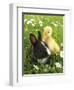 Rabbit Bunny And Duckling Best Friends-Richard Peterson-Framed Photographic Print