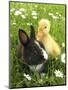 Rabbit Bunny And Duckling Best Friends-Richard Peterson-Mounted Photographic Print