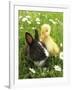 Rabbit Bunny And Duckling Best Friends-Richard Peterson-Framed Photographic Print