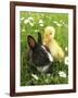 Rabbit Bunny And Duckling Best Friends-Richard Peterson-Framed Photographic Print