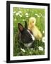 Rabbit Bunny And Duckling Best Friends-Richard Peterson-Framed Photographic Print