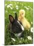 Rabbit Bunny And Duckling Best Friends-Richard Peterson-Mounted Photographic Print