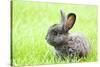 Rabbit Bunny Baby in Green Grass in the Garden-melis-Stretched Canvas