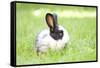 Rabbit Bunny Baby in Green Grass in the Garden-melis-Framed Stretched Canvas