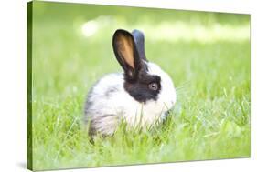 Rabbit Bunny Baby in Green Grass in the Garden-melis-Stretched Canvas