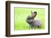 Rabbit Bunny Baby in Green Grass in the Garden-melis-Framed Photographic Print