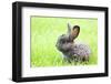 Rabbit Bunny Baby in Green Grass in the Garden-melis-Framed Photographic Print