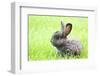 Rabbit Bunny Baby in Green Grass in the Garden-melis-Framed Photographic Print