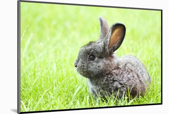 Rabbit Bunny Baby in Green Grass in the Garden-melis-Mounted Photographic Print