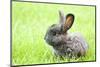 Rabbit Bunny Baby in Green Grass in the Garden-melis-Mounted Photographic Print