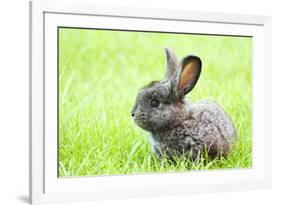 Rabbit Bunny Baby in Green Grass in the Garden-melis-Framed Photographic Print