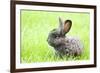 Rabbit Bunny Baby in Green Grass in the Garden-melis-Framed Photographic Print