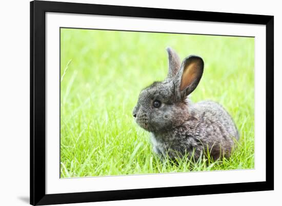 Rabbit Bunny Baby in Green Grass in the Garden-melis-Framed Photographic Print