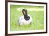 Rabbit Bunny Baby in Green Grass in the Garden-melis-Framed Photographic Print