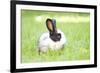 Rabbit Bunny Baby in Green Grass in the Garden-melis-Framed Photographic Print