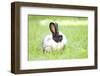 Rabbit Bunny Baby in Green Grass in the Garden-melis-Framed Photographic Print