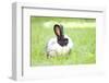 Rabbit Bunny Baby in Green Grass in the Garden-melis-Framed Photographic Print